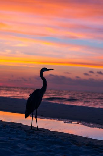A vertical shot of a heron on the sandy beach during sunset
