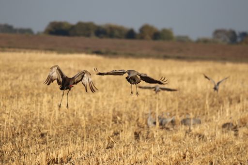 A beautiful view of common cranes flying over the field