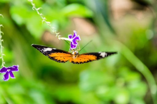 A closeup shot of a butterfly Hypolimnas Missippus on green leaves in the garden