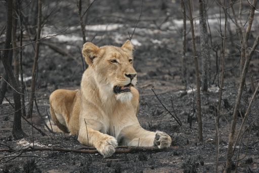 A closeup shot of a lying Lion Sabi Sands Ulasaba South Africa