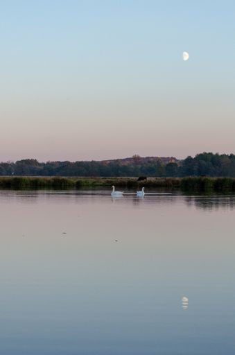 The two graceful swans floating in the calm lake