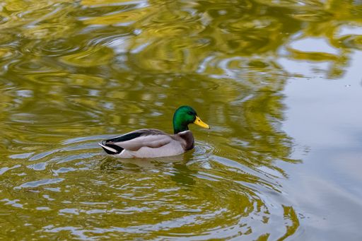 A mallard duck, bird swimming on the Vincennes lake, with reflection of the trees
