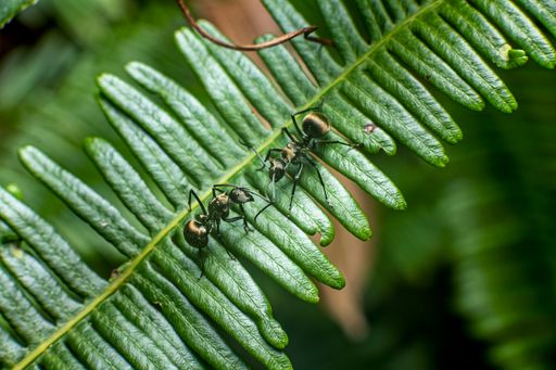 A macro of two ants facing each other on a fern leaf