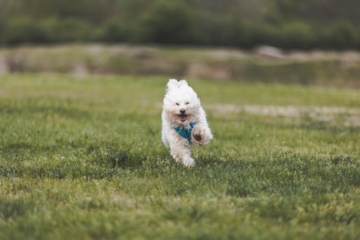 A selective focus shot of an adorable white Havanese dog in a park outdoors