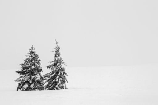 A field with trees during a snowy cold weather