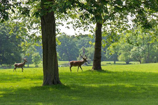 Two cute lovely red deers walking on the grass in the field on a sunny day