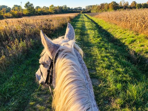 A closeup of a white horse on a field on a sunny day