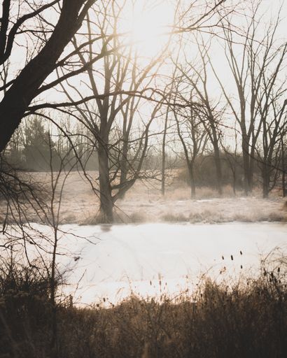 A vertical shot of a small lake surrounded with bare tress