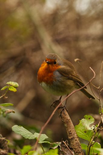 A vertical shot of a European robin bird perched on a branch