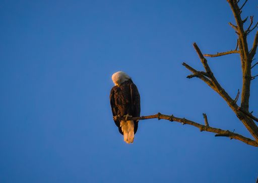 A bald eagle perched on a tree against a clear blue sky