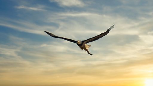 A majestic eagle flying with wings wide open in the sky at dawn