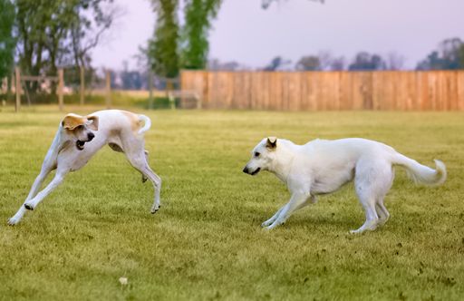 A pair of adorable dogs play fighting on a meadow