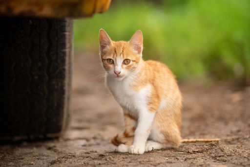 An orange and white kitten is sitting on dirt ground next to a vehicle tire with a blurred green background.