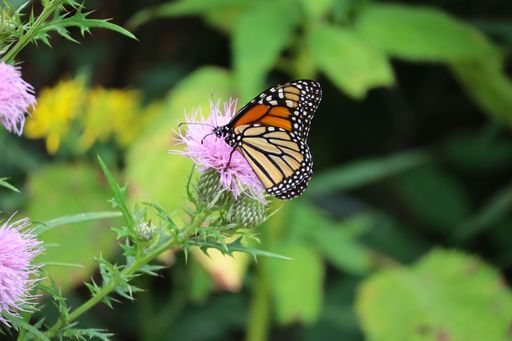 A vibrant monarch butterfly rests on a pink thistle flower in a lush green garden setting.