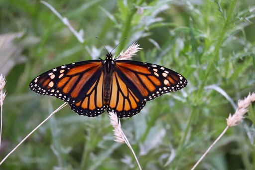 A vibrant monarch butterfly perched on grass in a lush green field, showcasing its striking orange and black wings.