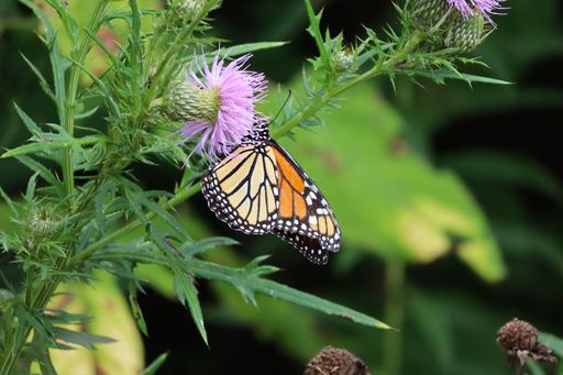 A vibrant monarch butterfly perched on a purple thistle flower in a lush green garden setting.