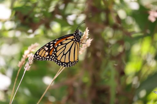 A monarch butterfly perched on a grass stem with a blurred green background, showcasing its vibrant orange and black wings.