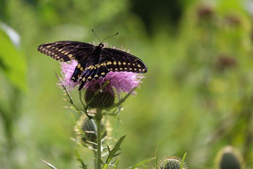 A black swallowtail butterfly perched on a purple thistle flower in a sunny meadow.