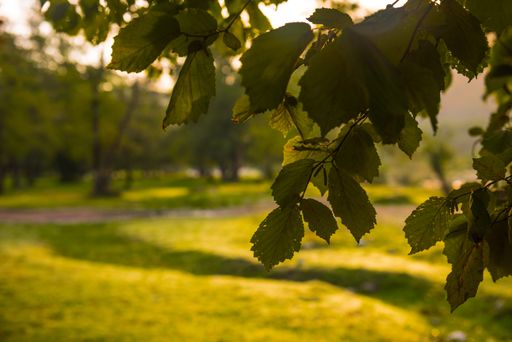 A close up of leaves with green landscape on the background
