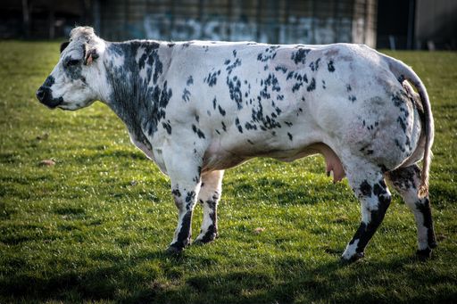 A beautiful shot of a cow in a field during the day