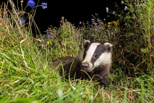 A European badger in a lush meadow surrounded by wildflowers and tall grass, highlighting its natural habitat.