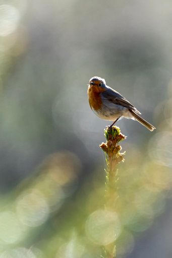 A vertical shot of a back light robin in the morning