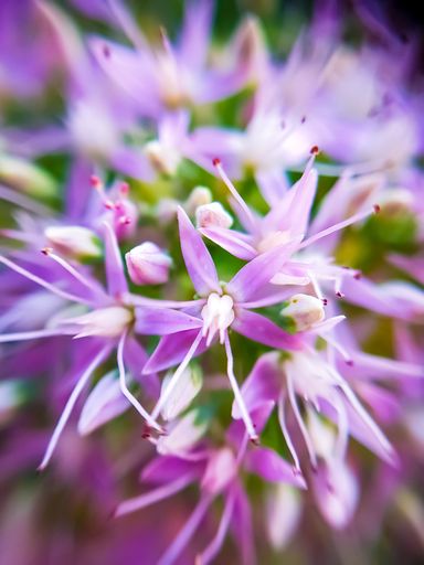 A vertical beautiful macro shot of light purple Hylotelephium flower plants