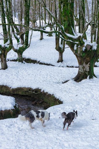 A beautiful shot of a couple of dogs in a forest during the day in winter