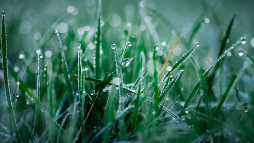 Taken early in the morning in Leicester, UK. There was a lot of dew on the lawn which I captured in this shot