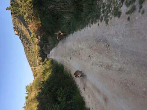 A vertical shot of a muddy road surrounded by lush greenery with dogs running around it