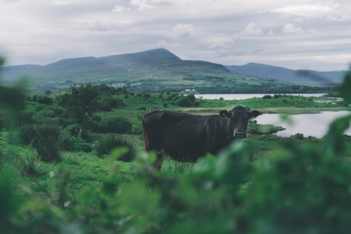 A shot of a cow in a farmland in Ireland