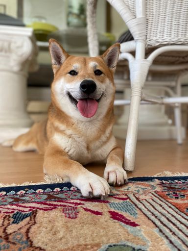 A vertical closeup of a cute happy Corgi laying on the floor in the house
