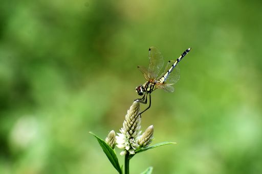 A macro shot of a dragonfly on a plant with bokeh green lights in the background