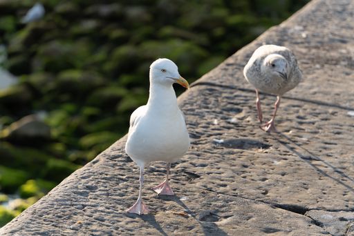 A closuep shot of gulls in Galway city center in Ireland