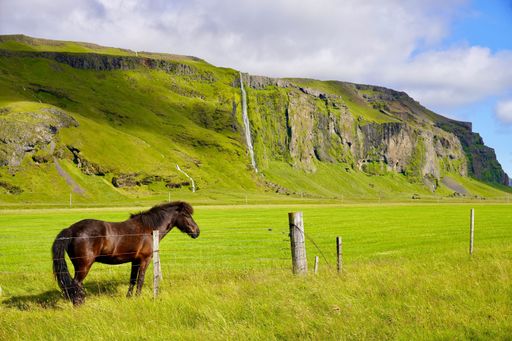 A scenic view of a brown horse in a lush green Icelandic landscape with cliffs and a waterfall under a partly cloudy sky.