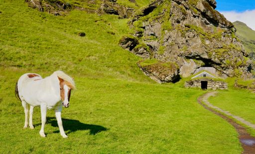 An Icelandic horse stands on lush green grass near a rustic stone hut nestled in rocky cliffs under a bright blue sky.