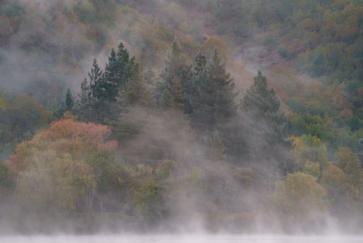 A beautiful shot of trees on a mountainside covered by mist at Spring Lake, Santa Rosa, California