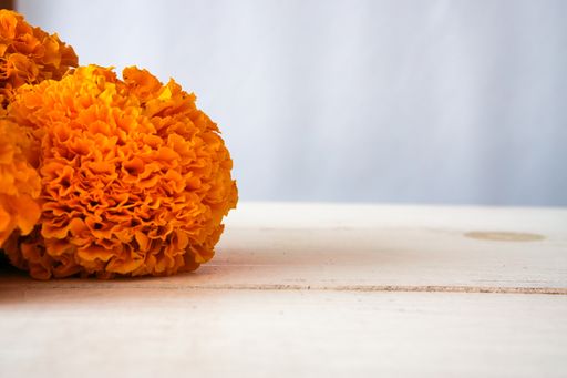 A closeup of a beautiful orange Marigold flower on a white table
