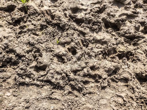 A high angle shot of a soli ground with small plants growing