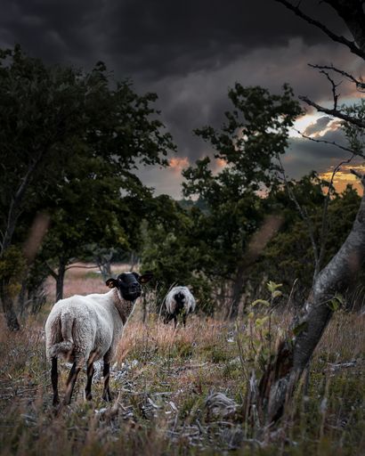 A vertical shot of sheep grazing in the meadow at the overcast