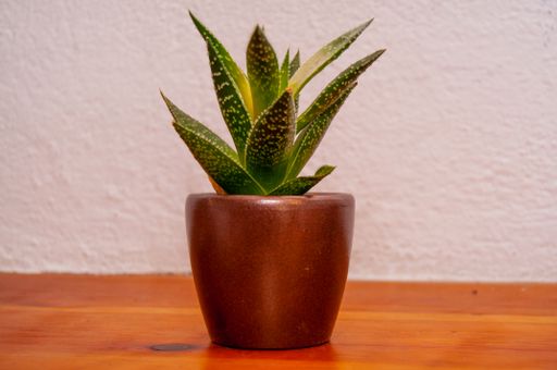 Small cactus decoration for home with green leaves brown flowerpot