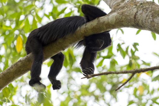 A closeup shot of an Alouatta palliata lying on a branch