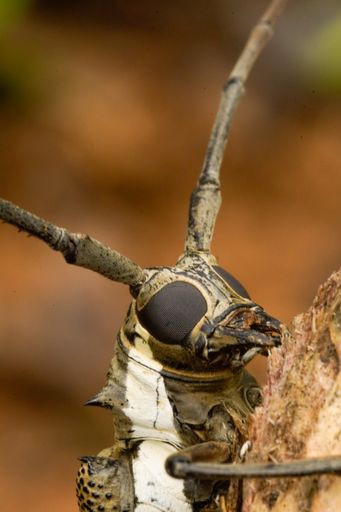 A vertical macro shot of a mango stem borer in daylight