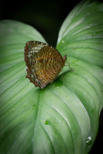 A brown butterfly perched on a large green leaf, showcasing its intricate wing patterns in a natural setting.