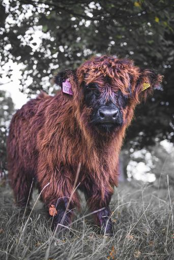 A vertical closeup of a cute brown highland calf in a field outdoors