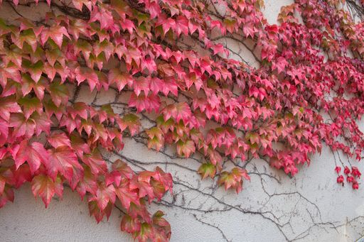 A plant with red autumn leaves grown on the wall