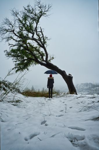 A vertical back view of a female with a blue umbrella near a falling tree on a snowy field