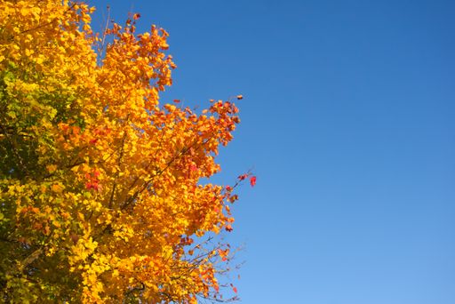 Yellow, orange, red and green leaves of one tree with blue sky during autumn, low angle shot, blank space