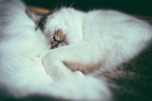 A closeup shot of a sleeping cat