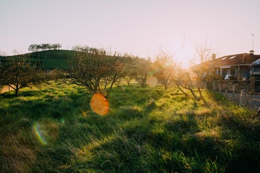A beautiful scenery of a field filled with grass and trees with a hill and a house and radiant sun as background
